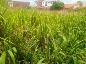 2 Plots of Land for Sale at Ogbodjo