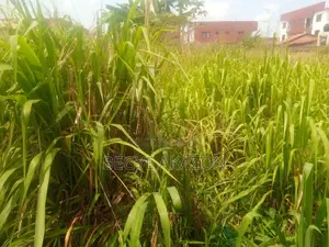 2 Plots of Land for Sale at Ogbodjo