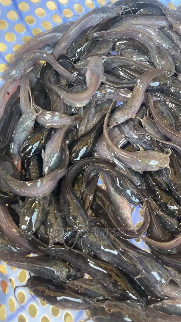 Catfish Fingerlings