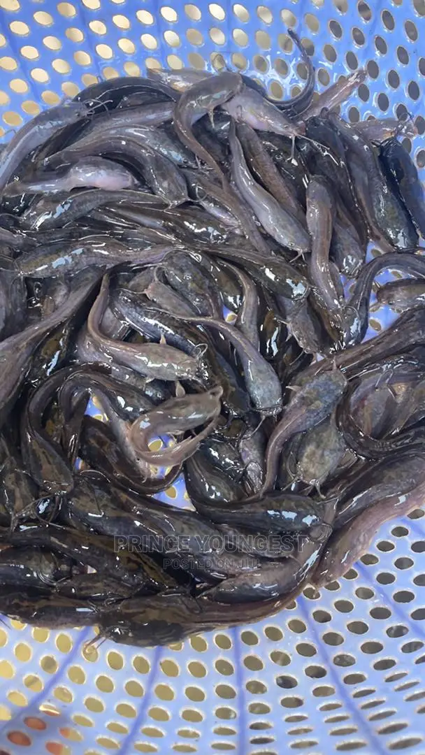 Catfish Fingerlings