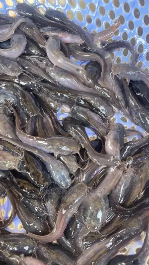 Catfish Fingerlings