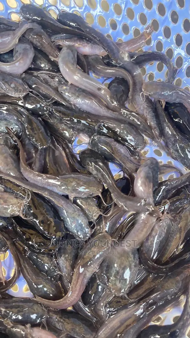 Catfish Fingerlings