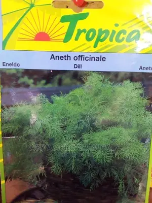 Dill Seeds