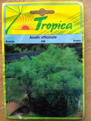 Dill Seeds
