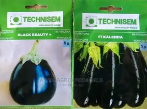Aubergine Seeds