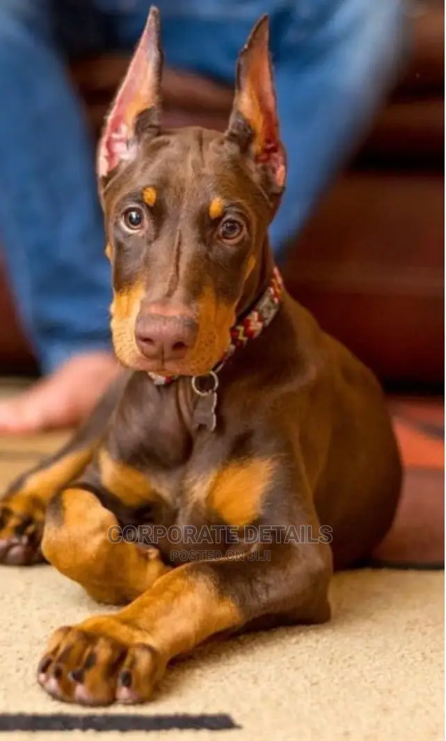 1-3 months Female Purebred Doberman Pinscher