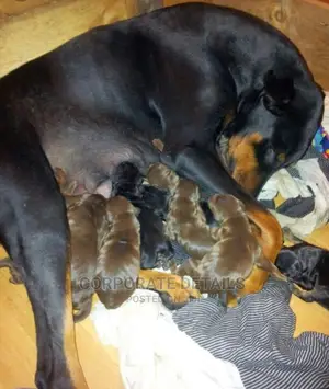 1-3 months Male Purebred Doberman Pinscher