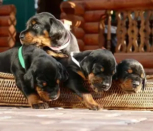 1-3 months Male Purebred Doberman Pinscher