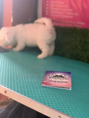 1-3 Months Male Purebred Maltese