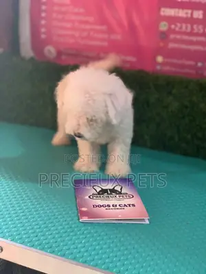 1-3 Months Male Purebred Maltese