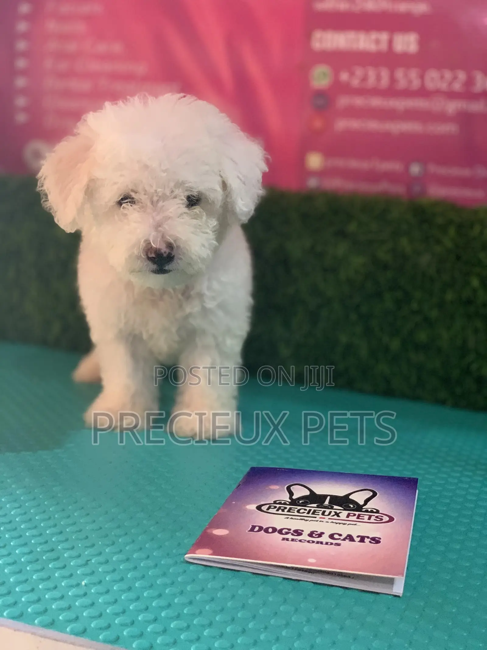 1-3 Months Male Purebred Maltese