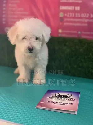 1-3 Months Male Purebred Maltese