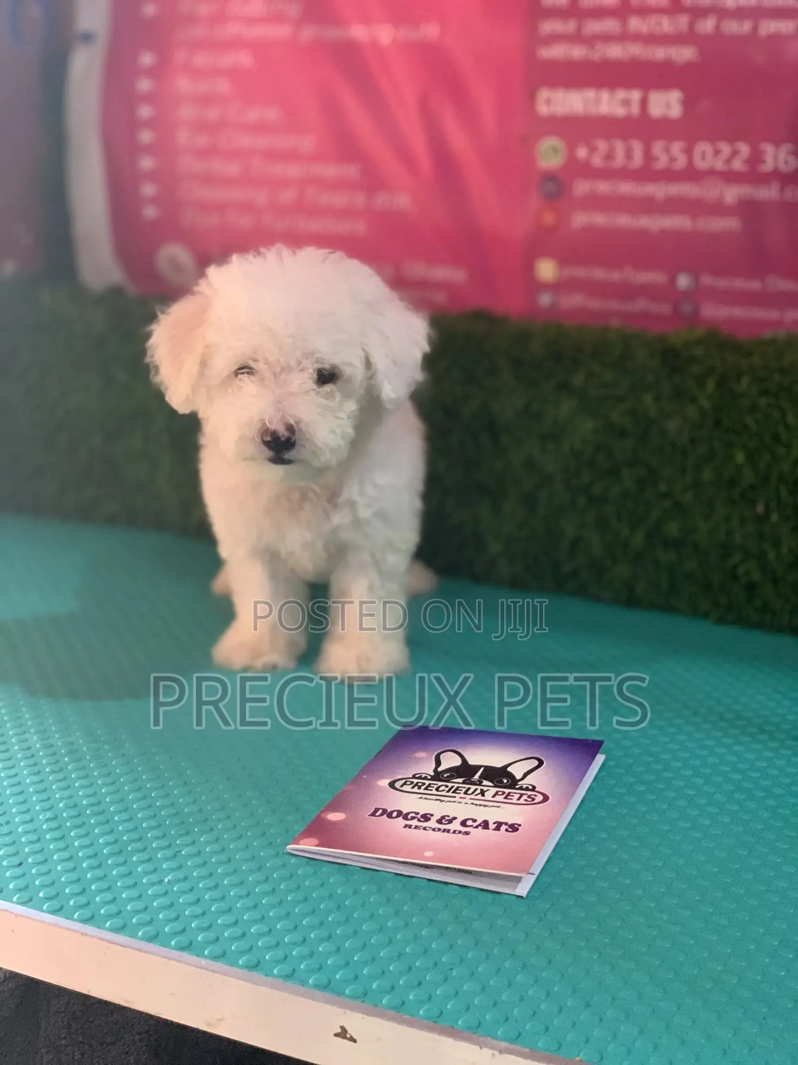1-3 Months Male Purebred Maltese