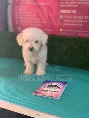 1-3 Months Male Purebred Maltese