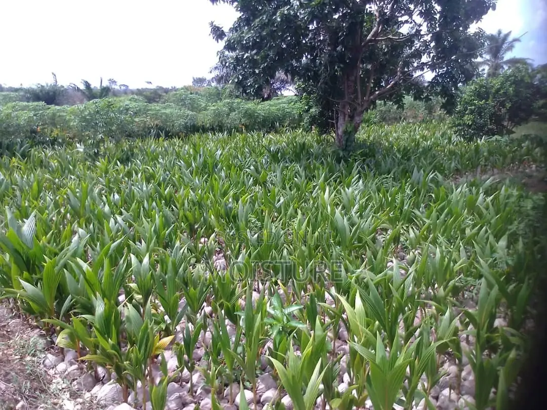 Dwarf Coconut Seedlings