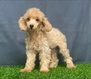 1-3 months Male Purebred Poodle