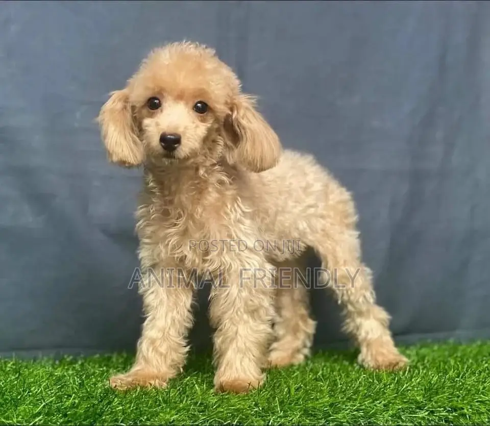 1-3 months Male Purebred Poodle