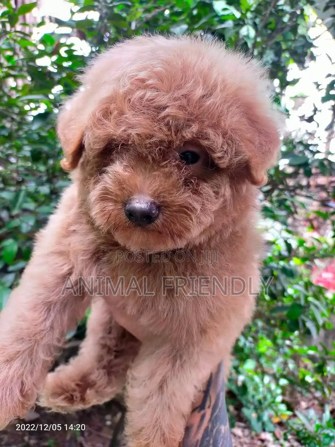 1-3 months Female Purebred Poodle