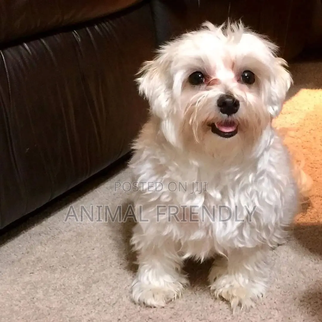 1-3 months Male Purebred Maltese