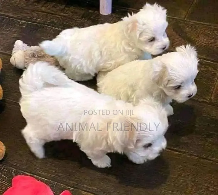 1-3 months Female Purebred Maltese