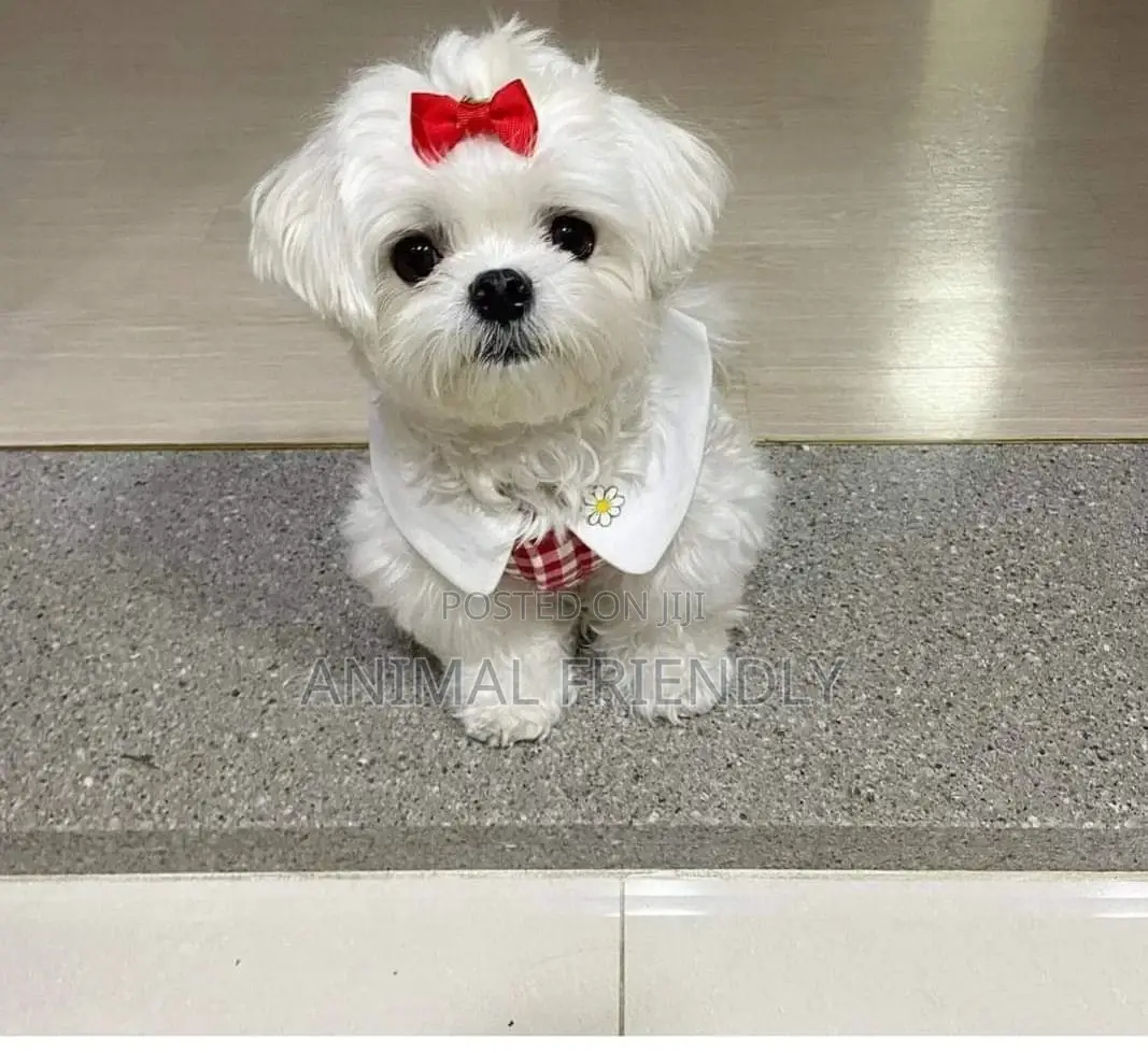 1-3 months Female Purebred Maltese