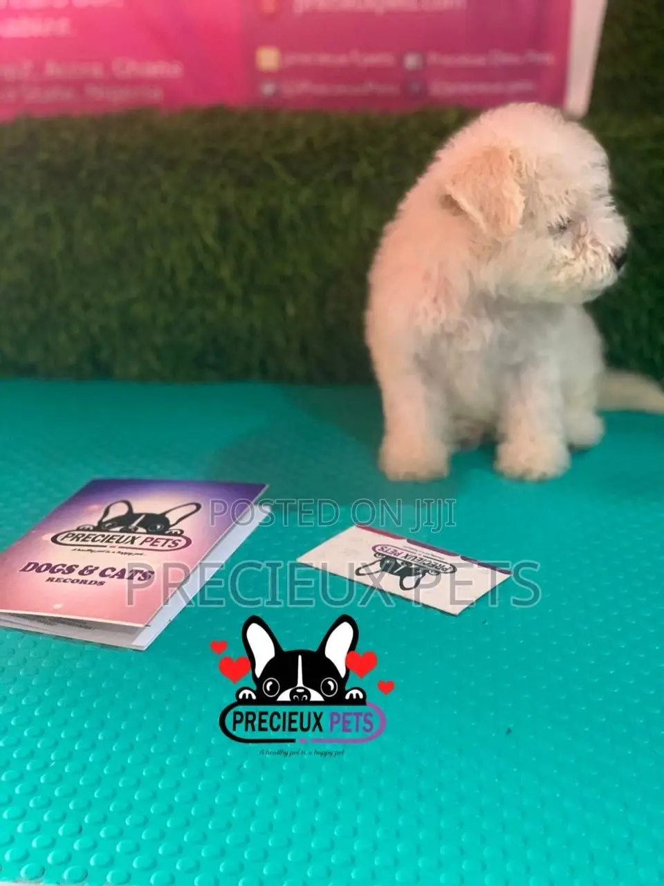 1-3 months Female Mixed Breed Maltipoo