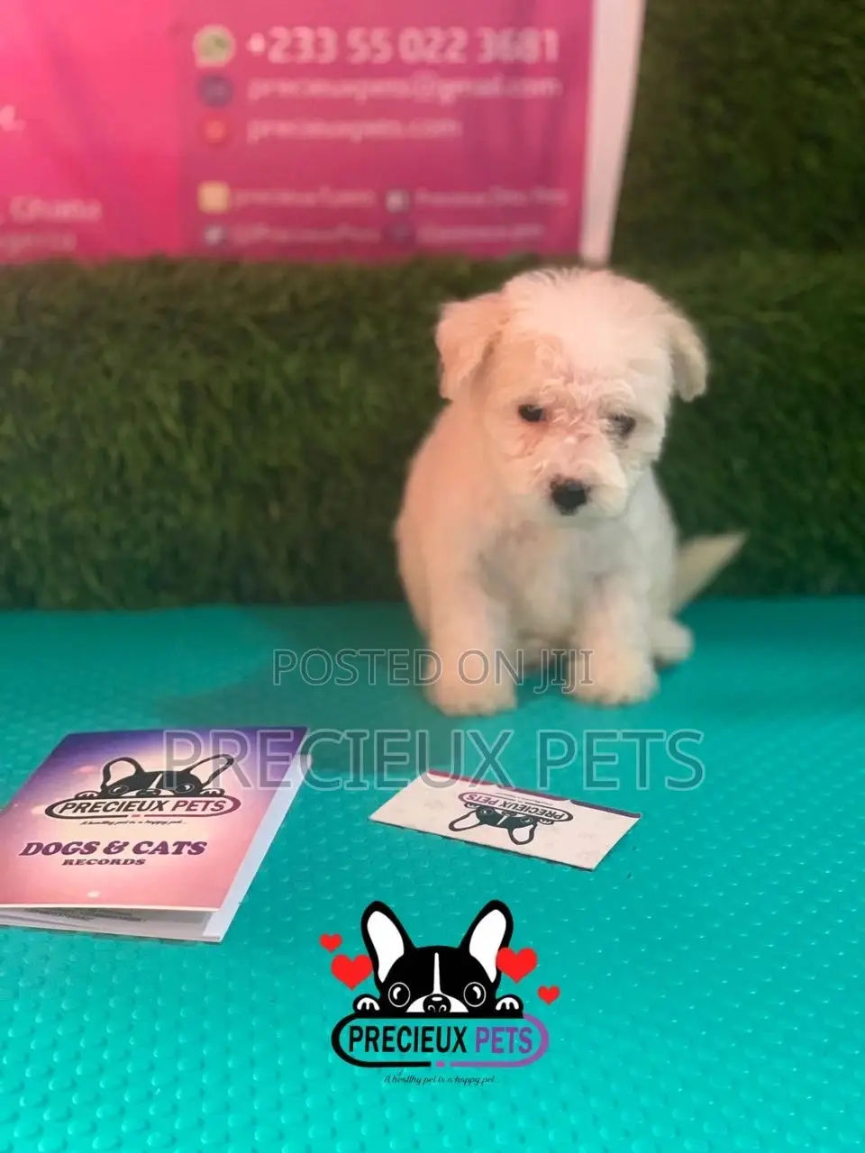 1-3 months Female Mixed Breed Maltipoo