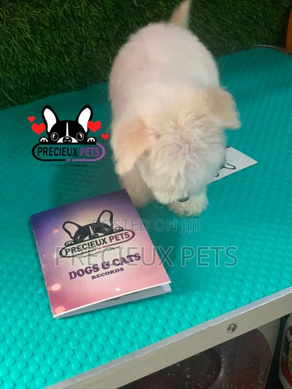1-3 months Female Mixed Breed Maltipoo