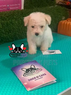 1-3 months Female Mixed Breed Maltipoo