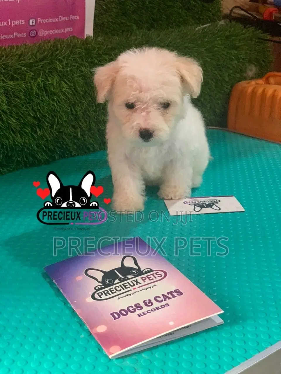 1-3 months Female Mixed Breed Maltipoo
