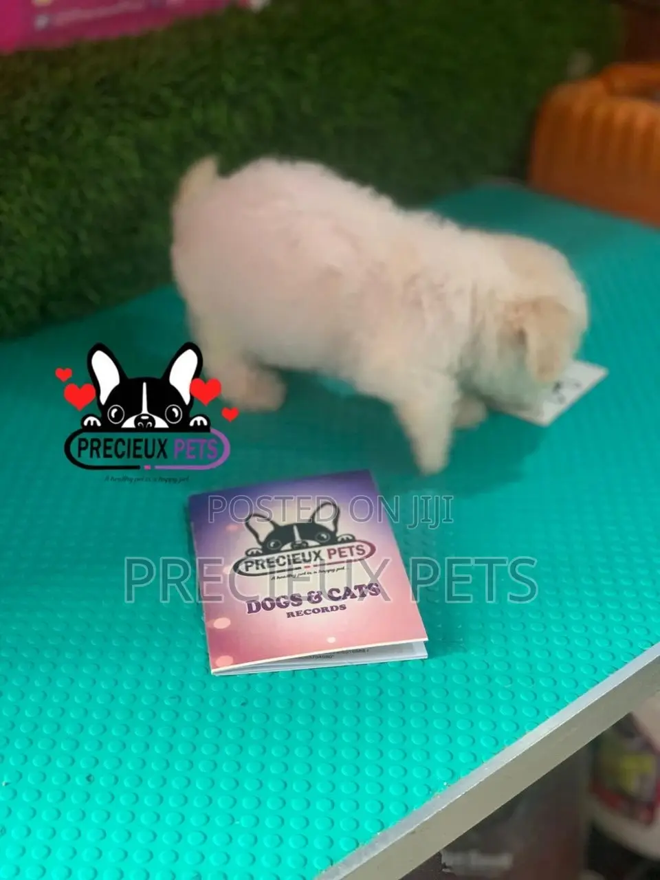 1-3 months Female Mixed Breed Maltipoo
