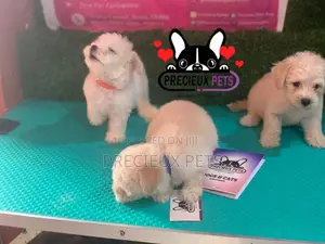 1-3 months Female Mixed Breed Maltipoo