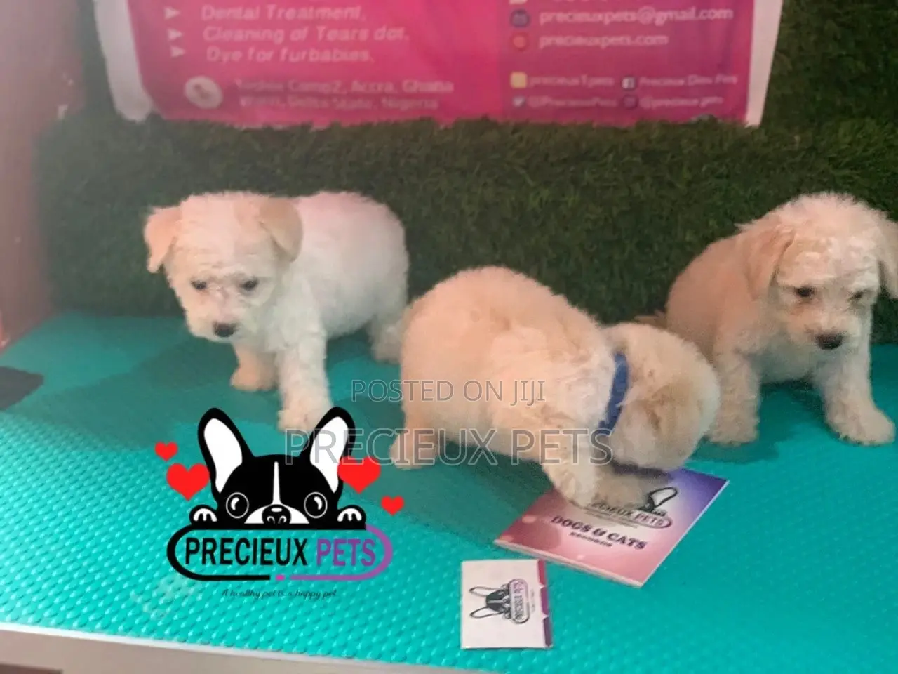1-3 months Female Mixed Breed Maltipoo