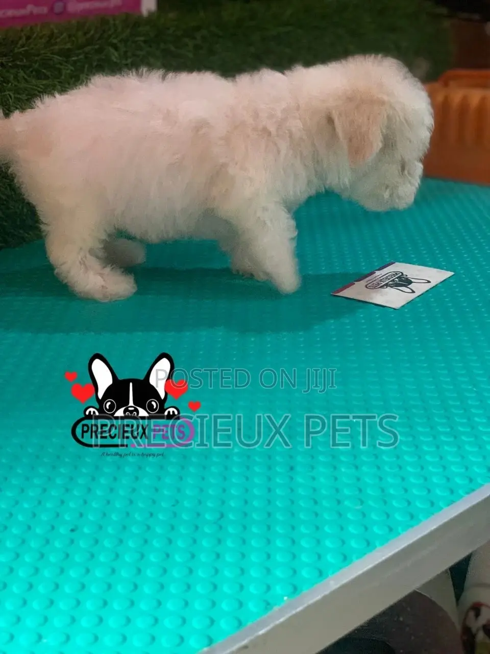 1-3 months Female Mixed Breed Maltipoo