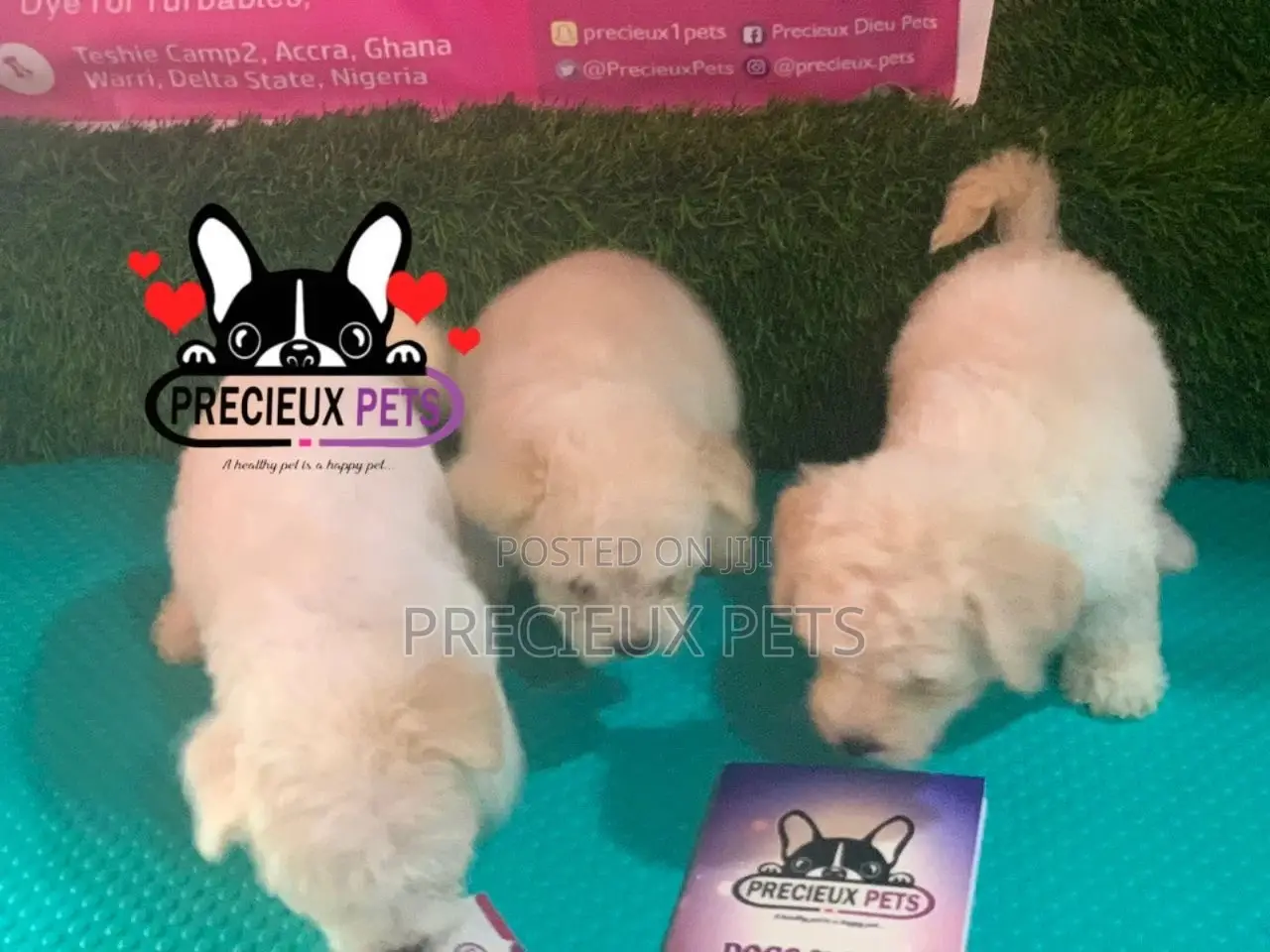 1-3 months Female Mixed Breed Maltipoo