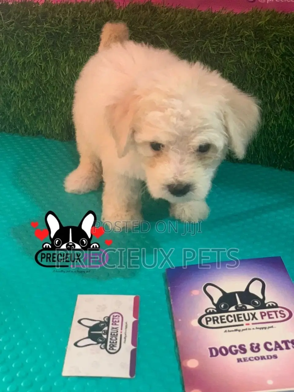 1-3 months Female Mixed Breed Maltipoo