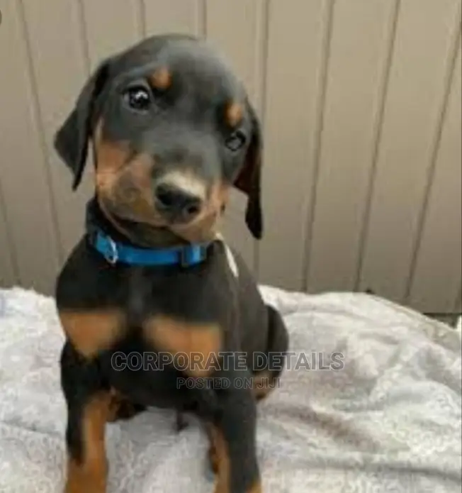 1-3 months Female Purebred Doberman Pinscher