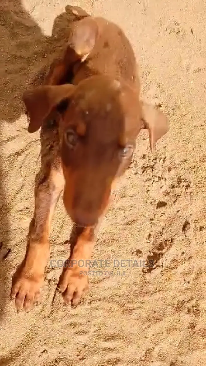 1-3 months Female Purebred Doberman Pinscher