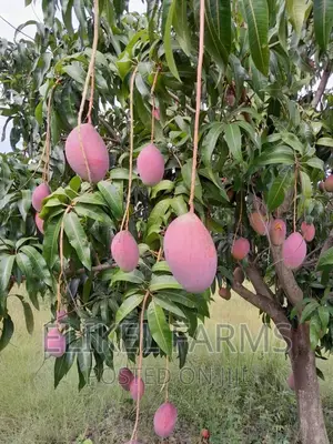 Certified Grafted Mango Seedlings.(Bulk Purchase Only,Above 1000 Pcs)