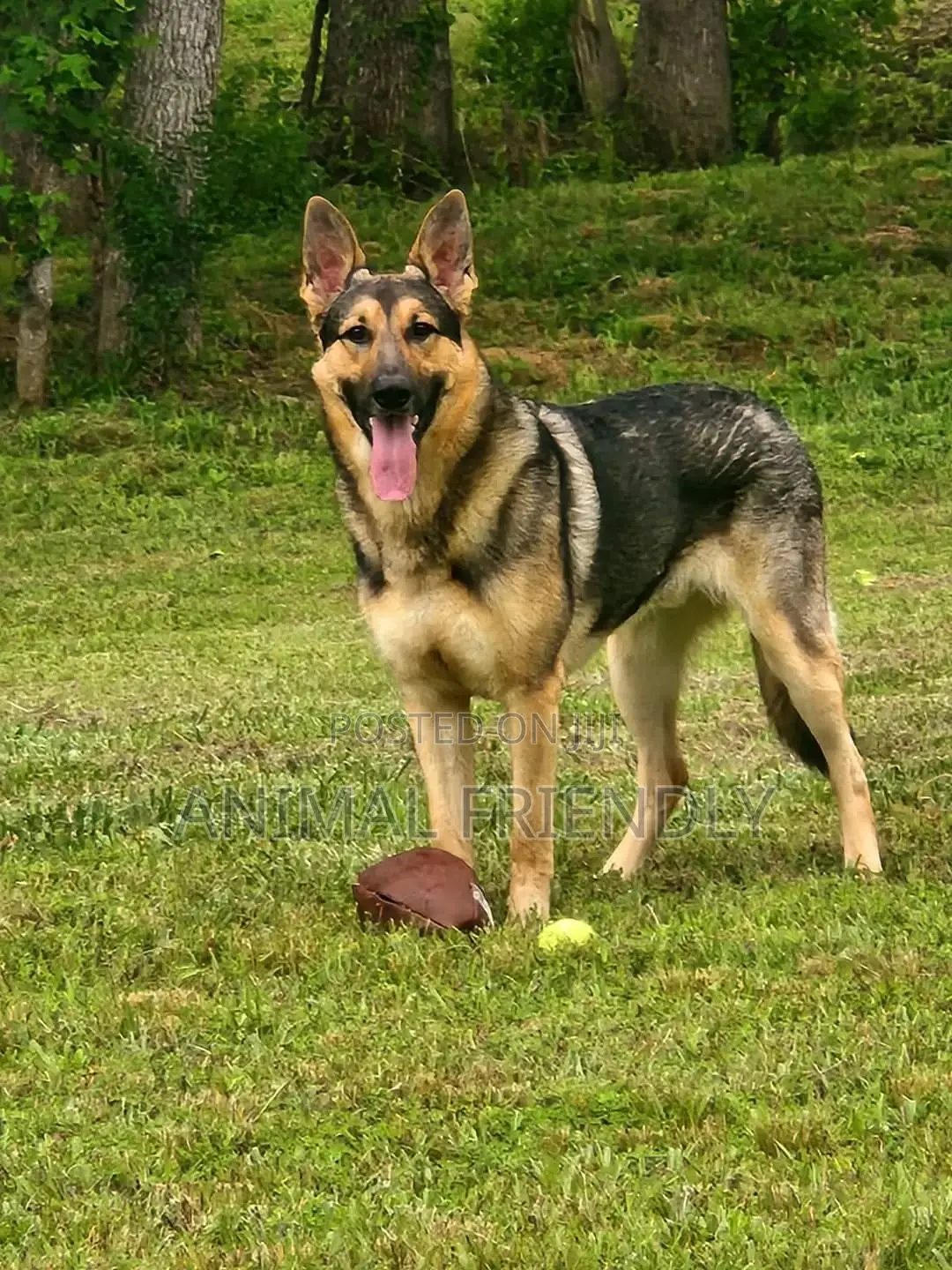 1-3 months Female Purebred German Shepherd