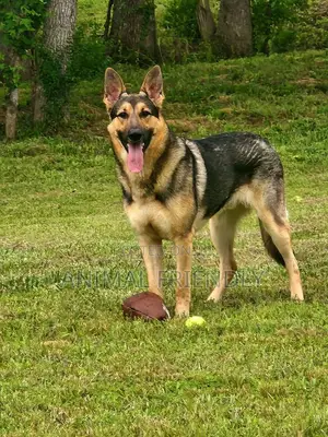 1-3 months Female Purebred German Shepherd
