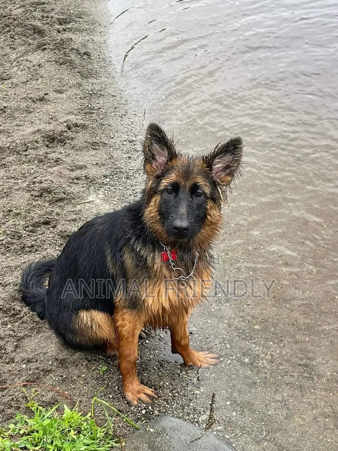 1-3 months Male Purebred German Shepherd