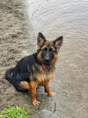 1-3 months Male Purebred German Shepherd