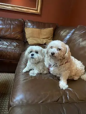 1-3 months Female Purebred Maltese