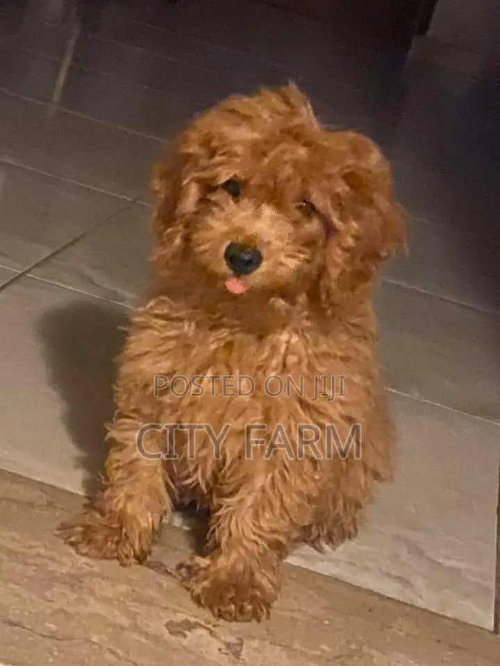 1-3 months Male Purebred Poodle