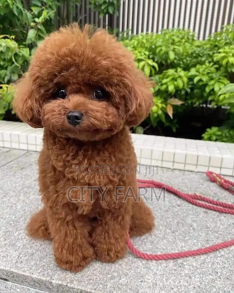 1-3 months Female Purebred Poodle