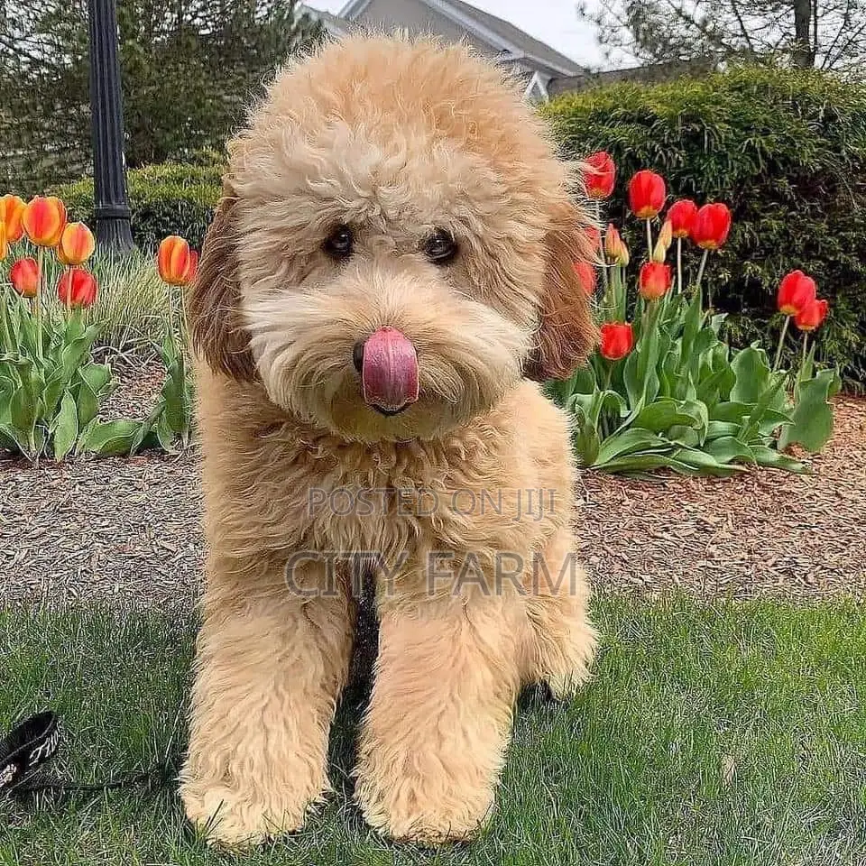 1-3 months Female Purebred Poodle