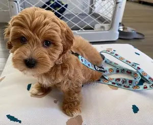 1-3 months Female Purebred Maltese