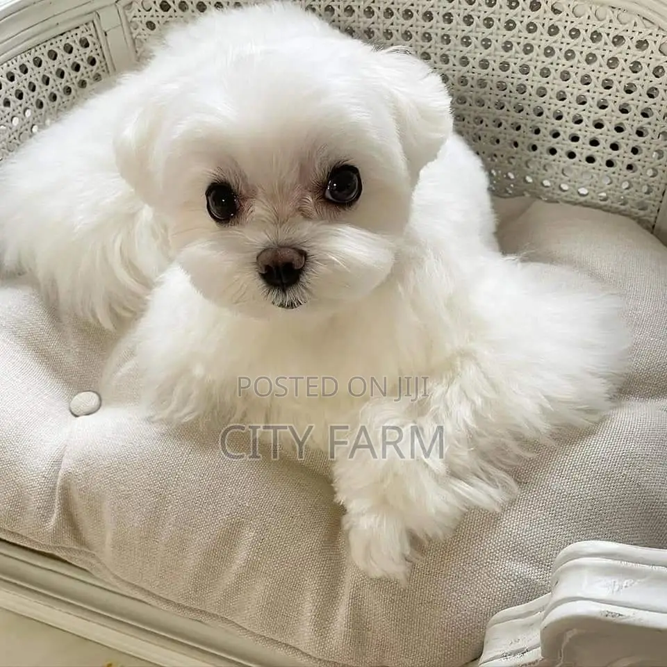 1-3 months Female Purebred Maltese