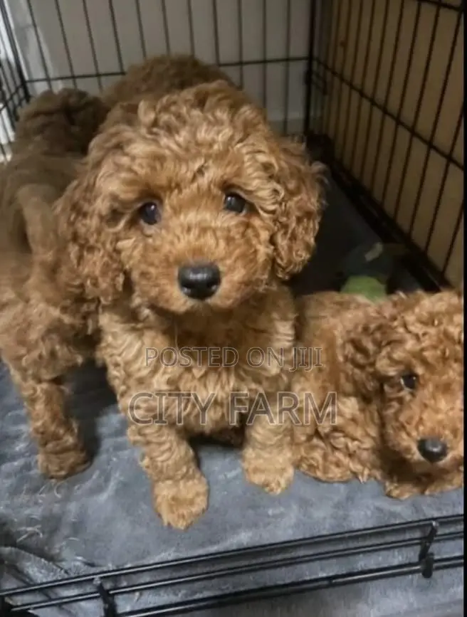 1-3 months Female Purebred Poodle